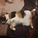  Jiurij, , 62  -  24  2018   pitomci