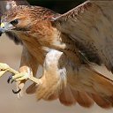 ���� �����, �����, 42 ���� - ��������� 1 ���� 2018