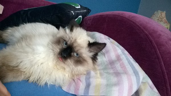 #Безкота_добро.Раз тут уже заговорили о гималайских)Котю нашли на мусорке. У месячного котенка было ... - 6