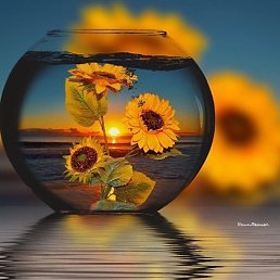 Maks��, �����-���������, 48 ���