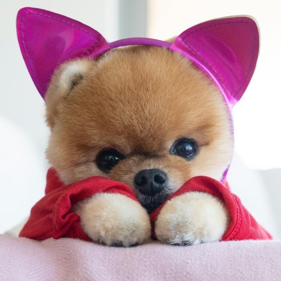     ?  jiffpom - 5