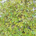 ���� Tanua R., ����-��� - ��������� 2 ������� 2018 � ������ ���� ����������