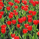 ���� ��������, ������, 78 ��� - ��������� 22 ������� 2018 � ������ ���������������������Ż