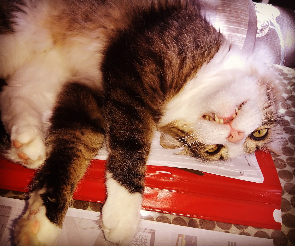 #�������_�����.� 2013 �������� ������, ������ �������,� ������� ������,�������� ��������� �� ����� ... - 8