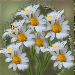 ����, �����������, 56 ���