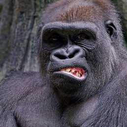 Gorilla, -, 23 