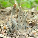 Xylaria-polymorpha.
      