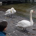  , -, 39  -  11  2018   Luzern (Switzerland)