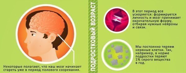 Как возраст влияет на мозг человека? Время летит, мы стареем, а вместе с нами - и наш мозг. - 3