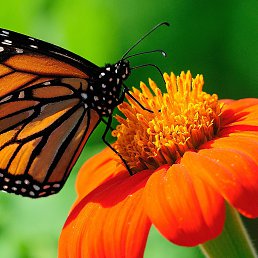 ������, ���������, 30 ���