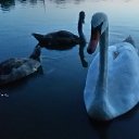  Nadin))) , - -  21  2018   . 