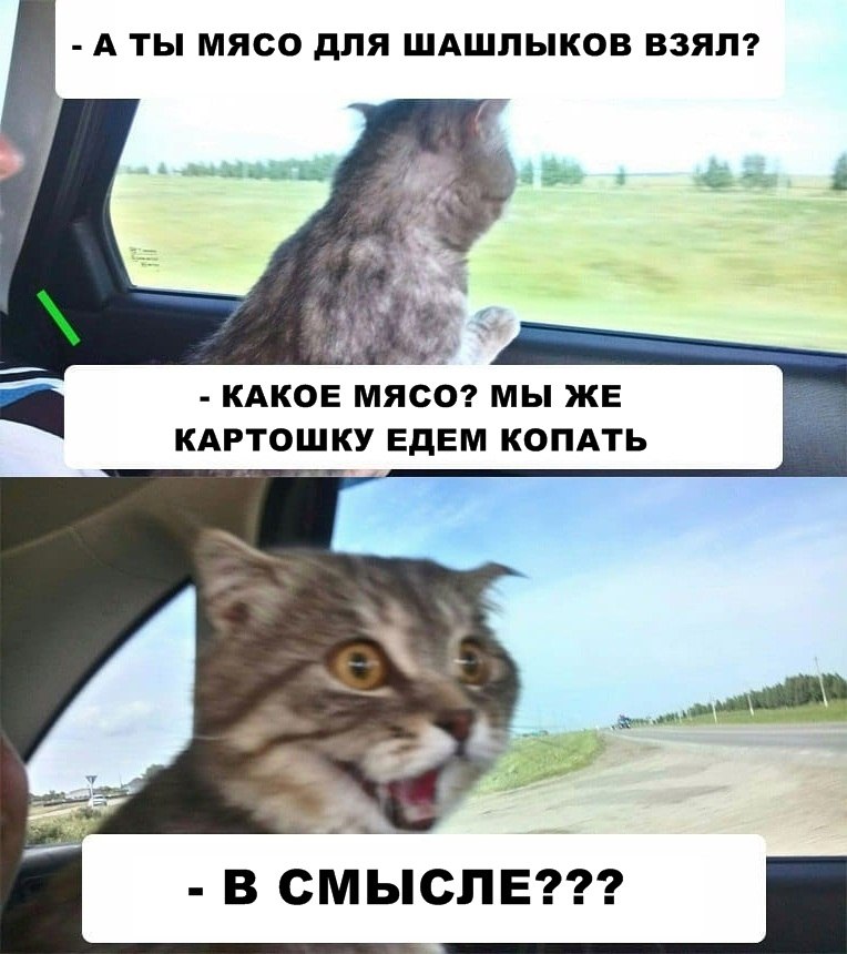 Потом заедем. Тормози на обратном пути. Приколы. Едем к ветеринару. Тормозит на обратном пути