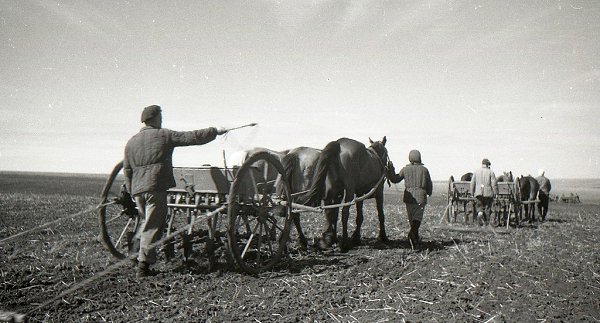 Колхоз «Путь Ленина» (село Васильевка, Ставропольский район, Куйбышевская область) на фотографиях ... - 5