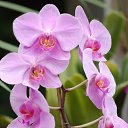 ���� ������, ������, 52 ���� - ��������� 16 ������� 2018