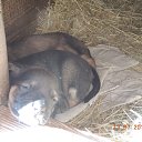 ���� ���������, ������, 66 ��� - ��������� 13 ���� 2018 � ������ ���� ����������