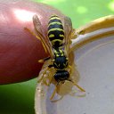 ���� Velvad, ���� - ��������� 12 �������� 2018 � ������ �VELVAD. WASP HAVE DINNER�