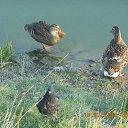 ���� ����, �����-��������� - ��������� 31 ���� 2018 � ������ ���������.�