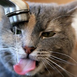 ���� ����, ����������� - ��������� 6 ������� 2018