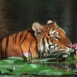 ���� �������, ������������� - ��������� 6 ����� 2019