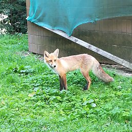 ���� ��������� ���������, �����������, 43 ���� - ��������� 31 ���� 2018