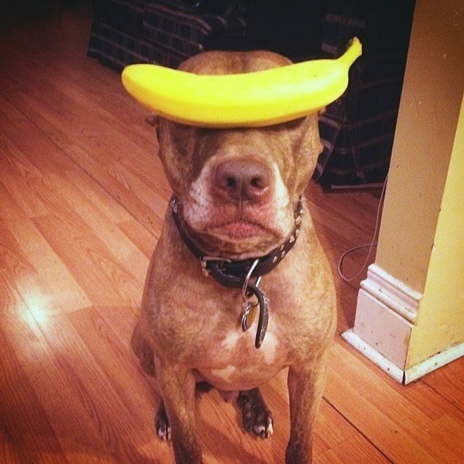   .: stuffonscoutshead (instagram) - 6