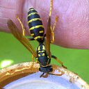 ���� Velvad, ���� - ��������� 12 �������� 2018 � ������ �VELVAD. WASP HAVE DINNER�