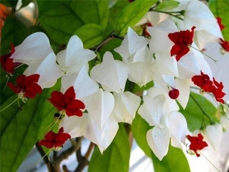 .  (Clerodendrum splendens)     ,  ... - 4