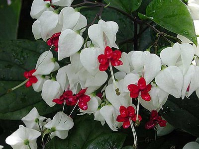 .  (Clerodendrum splendens)     ,  ...