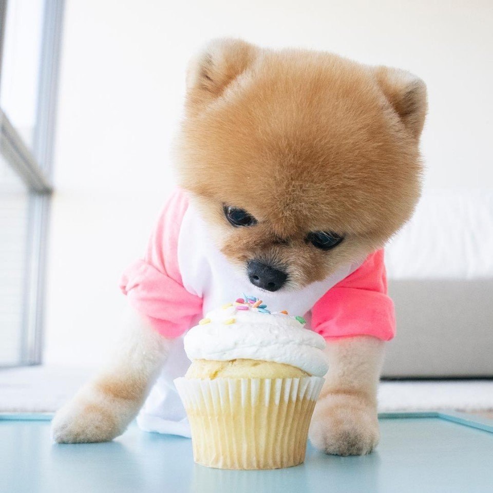     ?  jiffpom - 4