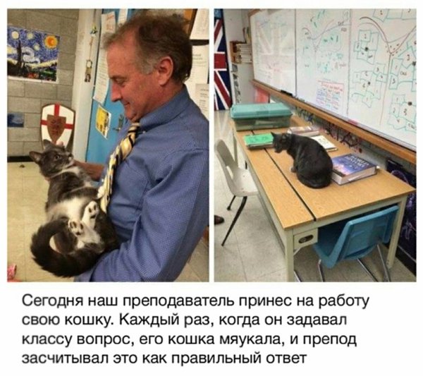 Потом кошка получила красный диплом, защитила докторскую и стала министром