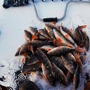 ���� ��������, �����������, 41 ��� - ��������� 13 ������ 2018 � ������ ������ ��������