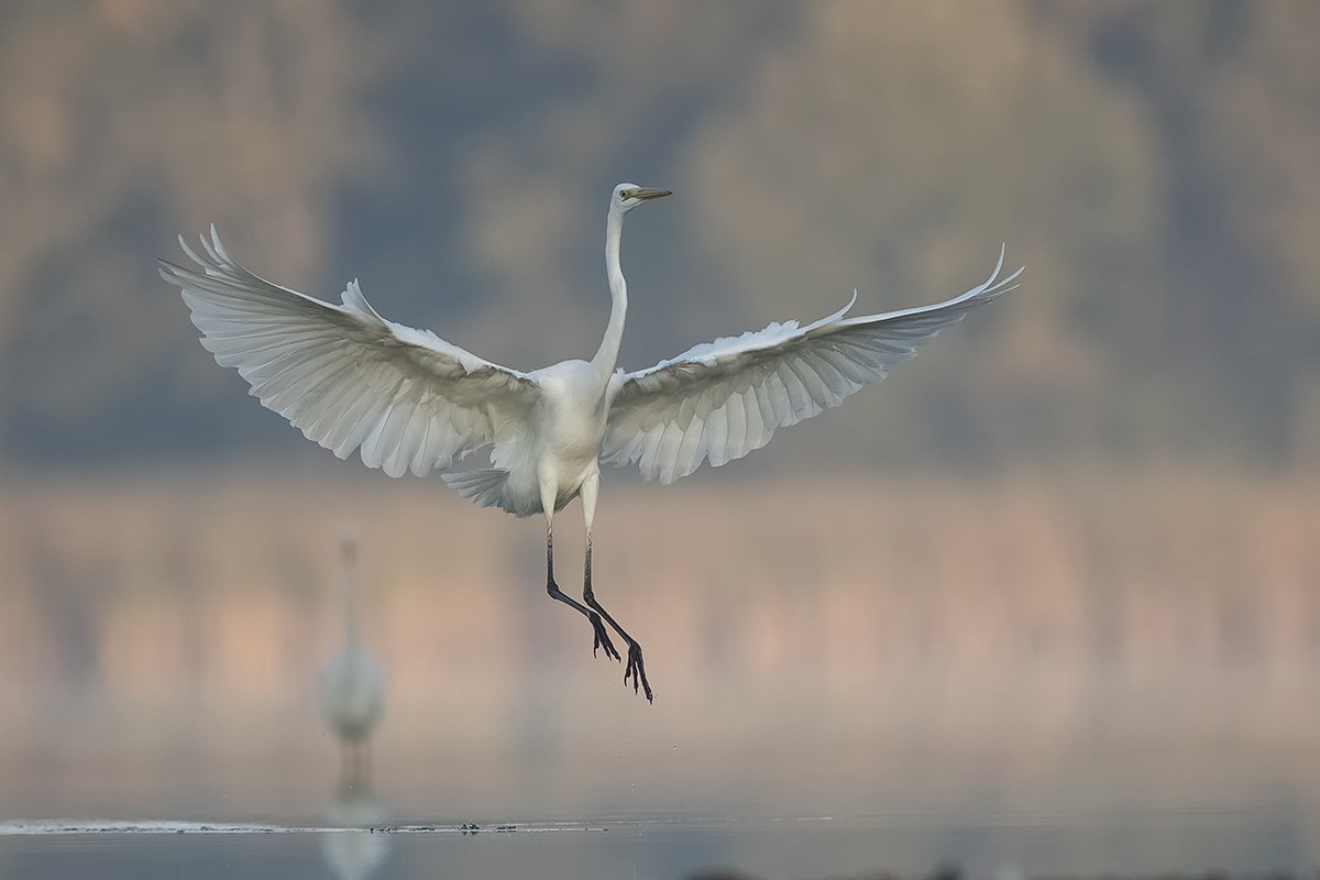 White heron.: Agnieszka Florczyk .