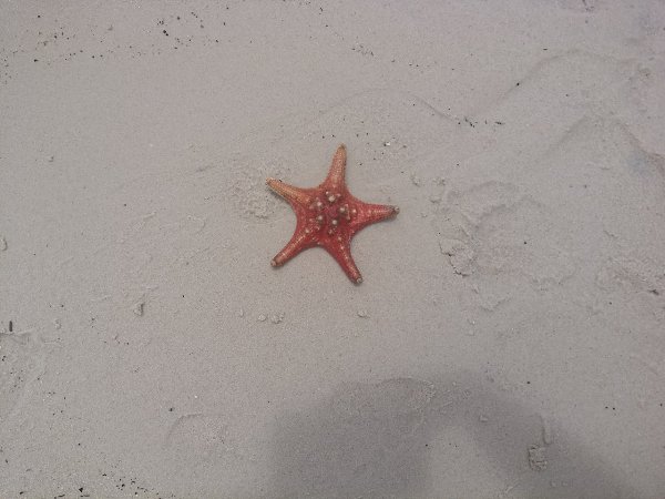 Остров Фукуок, июнь 2018. Туристы из Китая вытаскивают из воды морские звёзды удовольствия ради и ... - 2