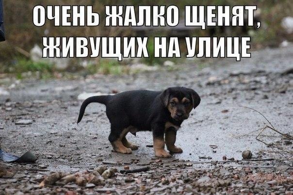А тебе его не жалко. Жалкий щенок. очень жалко. собачку жалко.