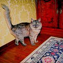 ����� �� ������� ���� ��������