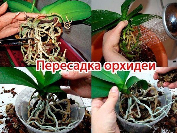 ПОШАГОВАЯ ИНСТРУКЦИЯ ПО ПЕРЕСАДКЕ ФАЛЕНОПСИСА ( ОРХИДЕЯ).Мы эту информацию собирали по крупицам, ...