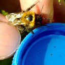  Velvad,  -  12  2018   VELVAD. BUMBLE-BEE HAVE DINNER