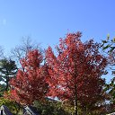 ���� Igor, ��� ����, 62 ���� - ��������� 7 ������ 2018 � ������ �Bear Mountain�