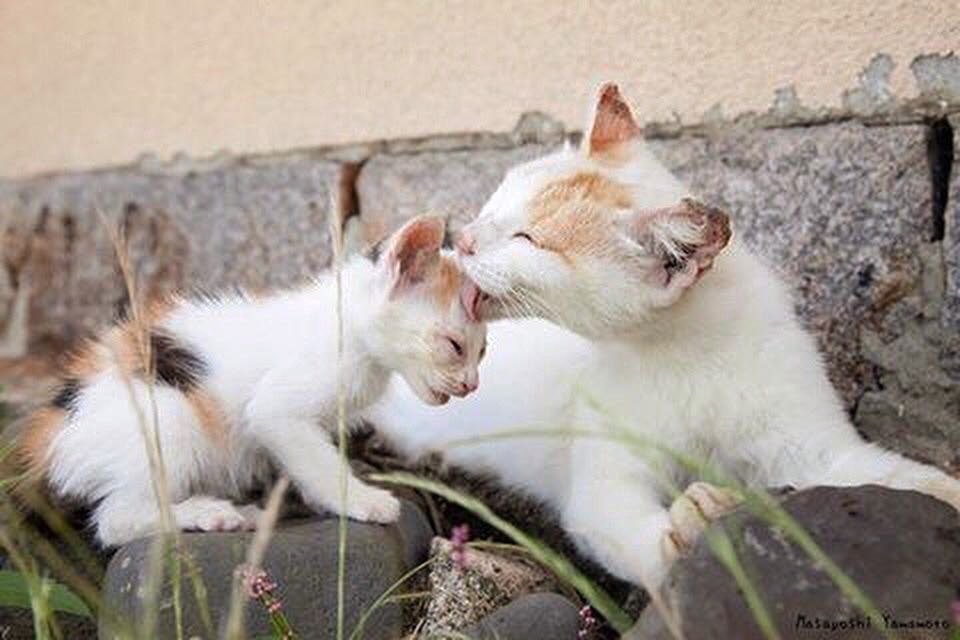   :    by tachineko.ym - 2