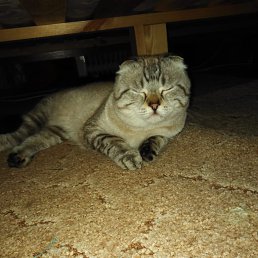 ������, �����-���������, 51 ���