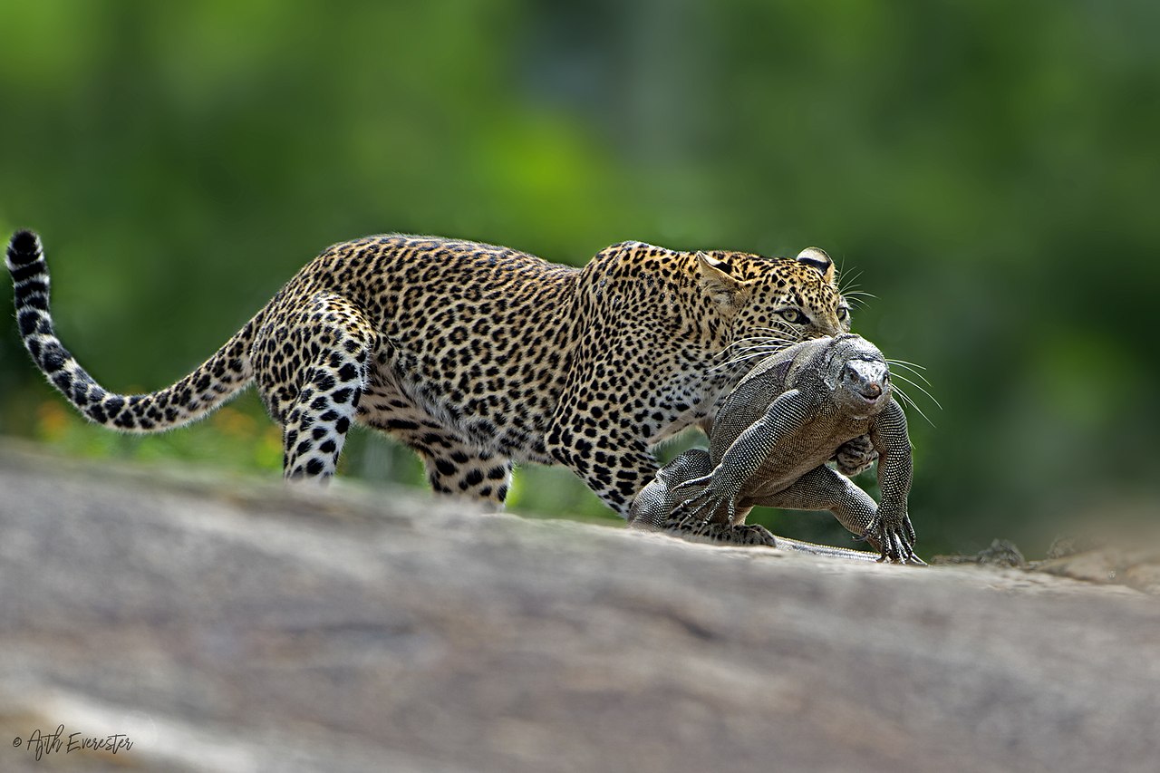 Leopard hunting Monitor Lizard.Ajith Everester