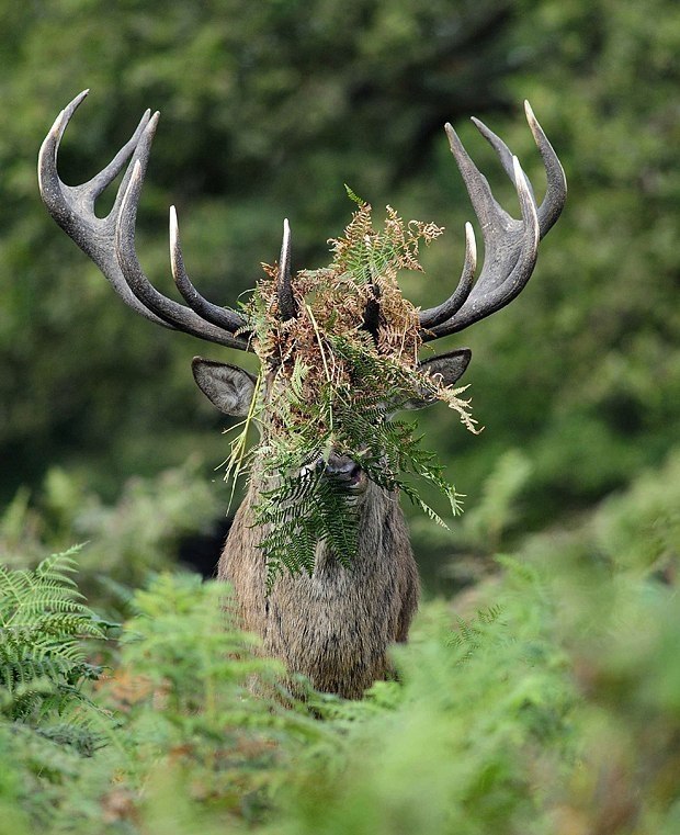  Comedy Wildlife Photography Awards    oo o. - 2