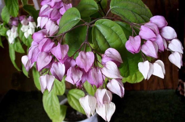 .  (Clerodendrum splendens)     ,  ... - 2