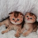 ���� �����, ������������ - ��������� 31 ���� 2018