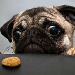 �������, �������, 44 ����