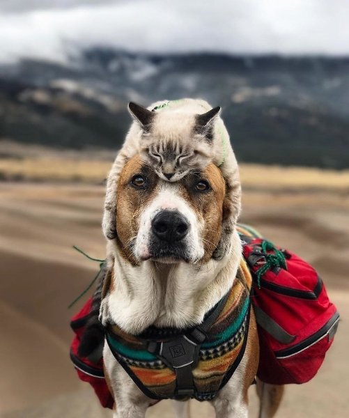 Очень крутые фотографии собаки и кота, которые путешествуют вместе.