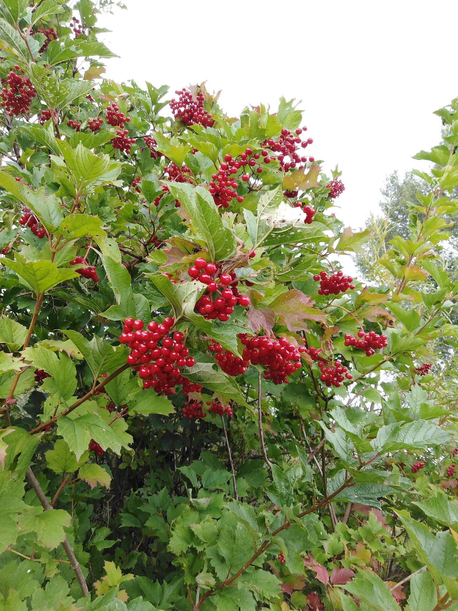  - 26  2018  21:03 - 5