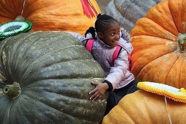 Огромные тыквы на выставке урожая Королевского садоводческого общества в Лондоне, Англия
