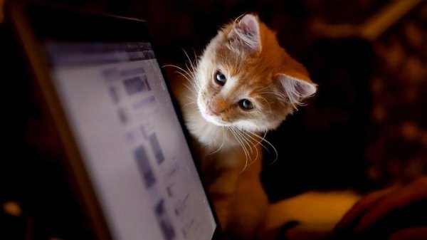 Не забывайте иногда отвлекаться от компьютеров. Ведь котикам нужно ваше внимание. - 9
