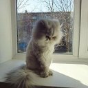  Viktoria, , 47  -  22  2019    